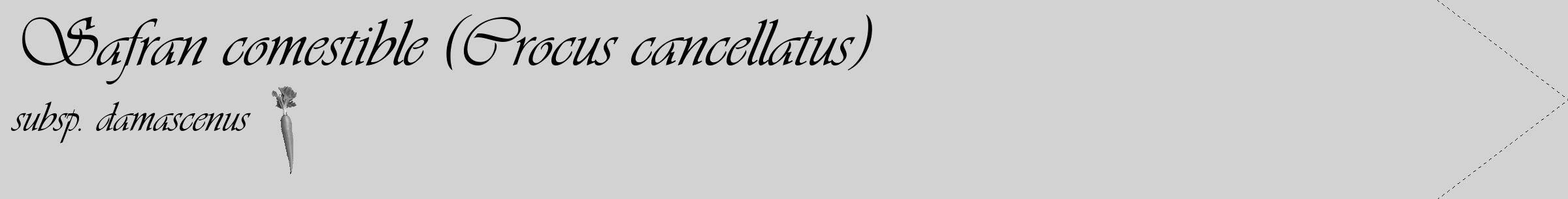 Étiquette de : Crocus cancellatus subsp. damascenus - format c - style noire14_simple_simpleviv avec comestibilité simplifiée
