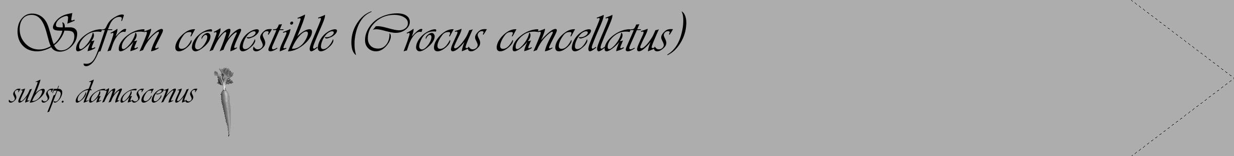 Étiquette de : Crocus cancellatus subsp. damascenus - format c - style noire22_simple_simpleviv avec comestibilité simplifiée