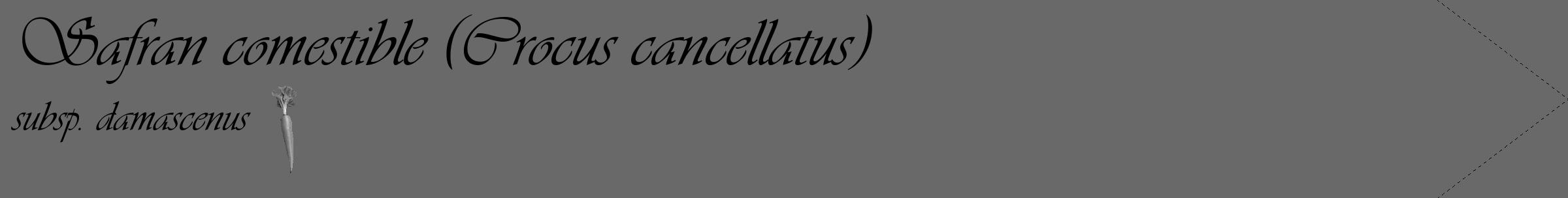 Étiquette de : Crocus cancellatus subsp. damascenus - format c - style noire51_simple_simpleviv avec comestibilité simplifiée