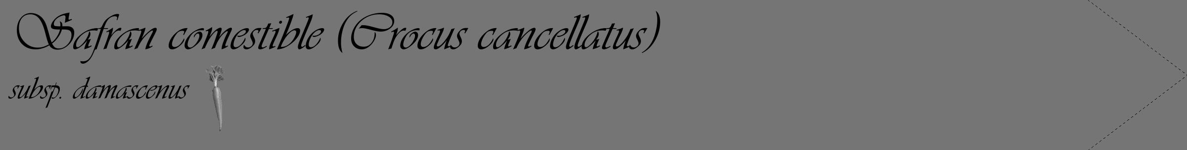 Étiquette de : Crocus cancellatus subsp. damascenus - format c - style noire5_simple_simpleviv avec comestibilité simplifiée