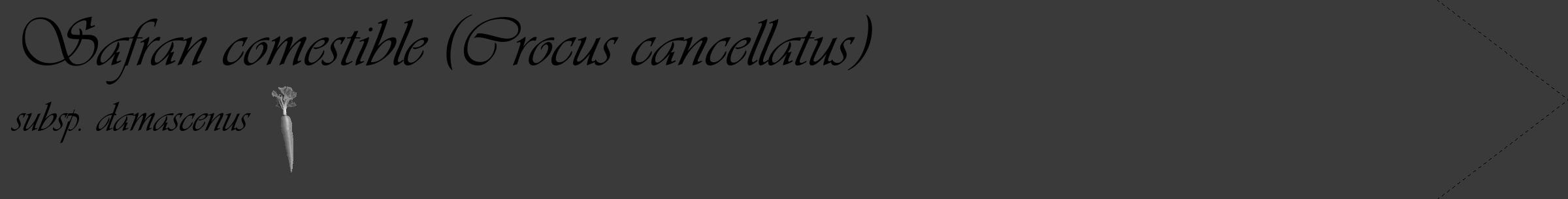 Étiquette de : Crocus cancellatus subsp. damascenus - format c - style noire8_simple_simpleviv avec comestibilité simplifiée