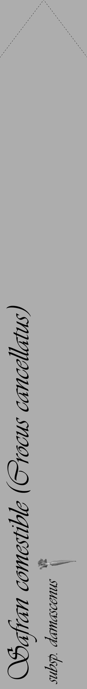 Étiquette de : Crocus cancellatus subsp. damascenus - format c - style noire22_simple_simpleviv avec comestibilité simplifiée - position verticale