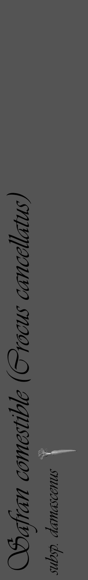 Étiquette de : Crocus cancellatus subsp. damascenus - format c - style noire30basique_basique_basiqueviv avec comestibilité simplifiée - position verticale