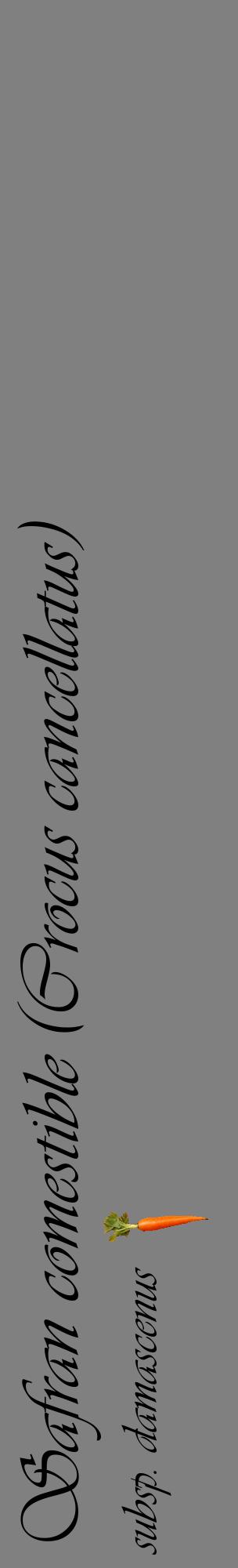 Étiquette de : Crocus cancellatus subsp. damascenus - format c - style noire57_basiqueviv avec comestibilité simplifiée