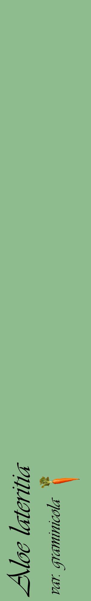 Étiquette de : Aloe lateritia var. graminicola - format c - style noire13_basiqueviv avec comestibilité simplifiée
