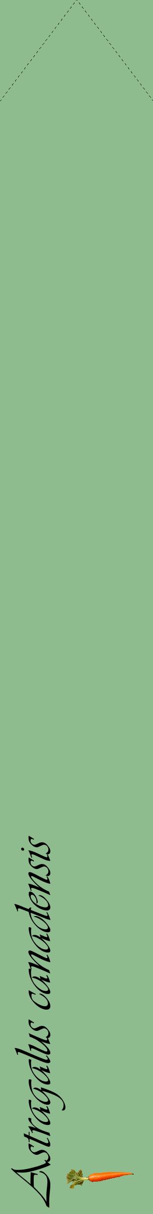 Étiquette de : Astragalus canadensis - format c - style noire13_simpleviv avec comestibilité simplifiée