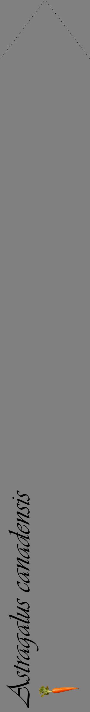 Étiquette de : Astragalus canadensis - format c - style noire57_simpleviv avec comestibilité simplifiée