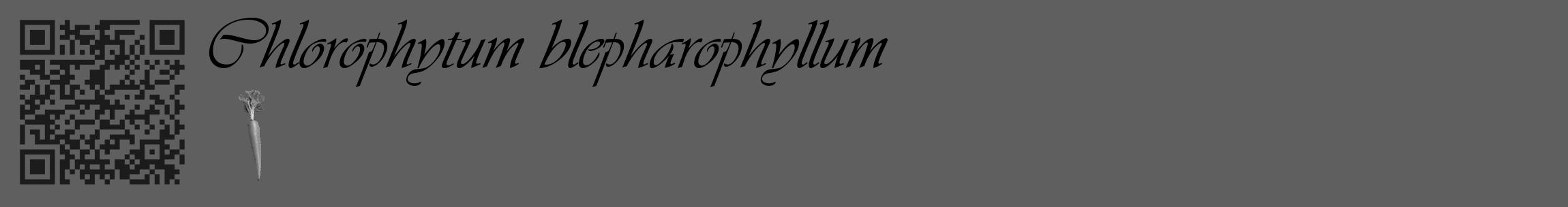 Étiquette de : Chlorophytum blepharophyllum - format c - style noire10_basique_basiqueviv avec qrcode et comestibilité simplifiée