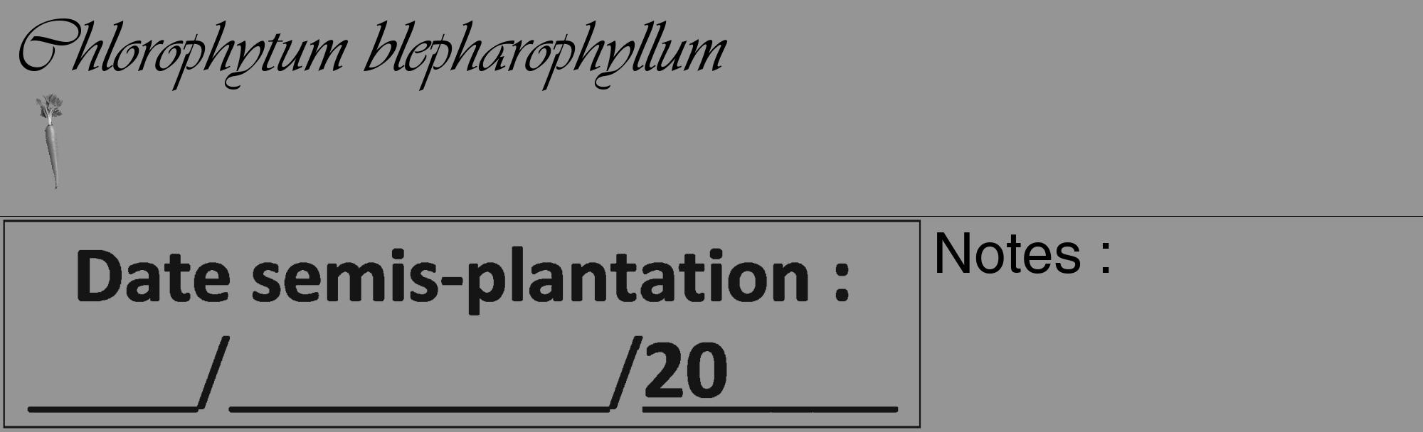 Étiquette de : Chlorophytum blepharophyllum - format c - style noire16_basique_basiqueviv avec comestibilité simplifiée