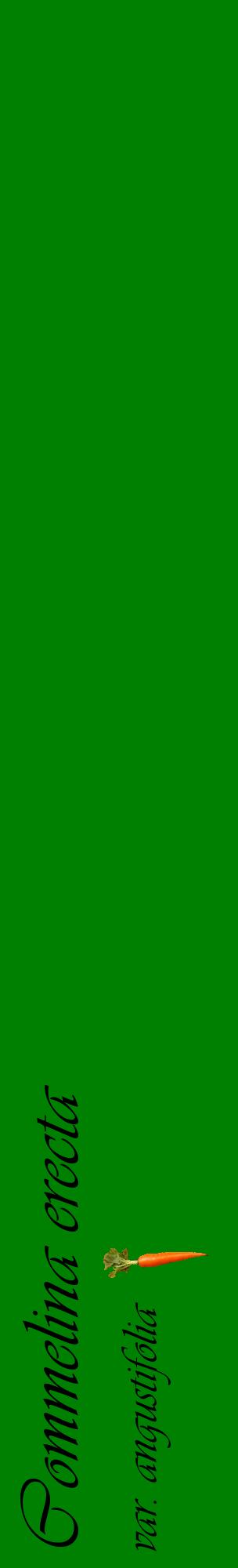 Étiquette de : Commelina erecta var. angustifolia - format c - style noire9_basiqueviv avec comestibilité simplifiée