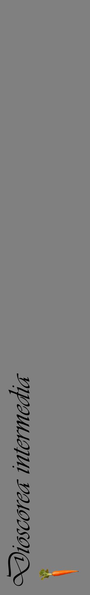 Étiquette de : Dioscorea intermedia - format c - style noire57_basiqueviv avec comestibilité simplifiée