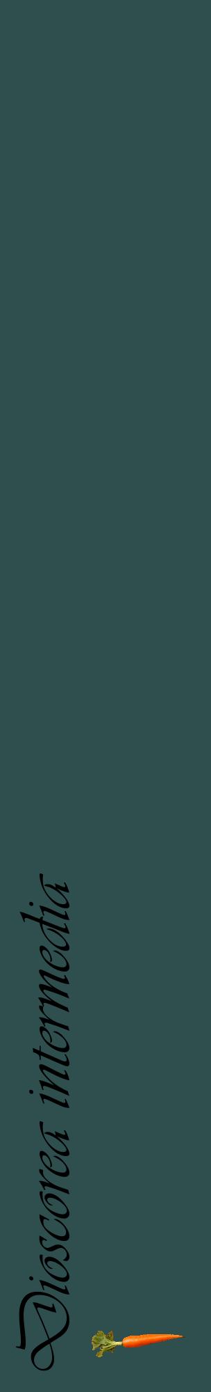 Étiquette de : Dioscorea intermedia - format c - style noire58_basiqueviv avec comestibilité simplifiée