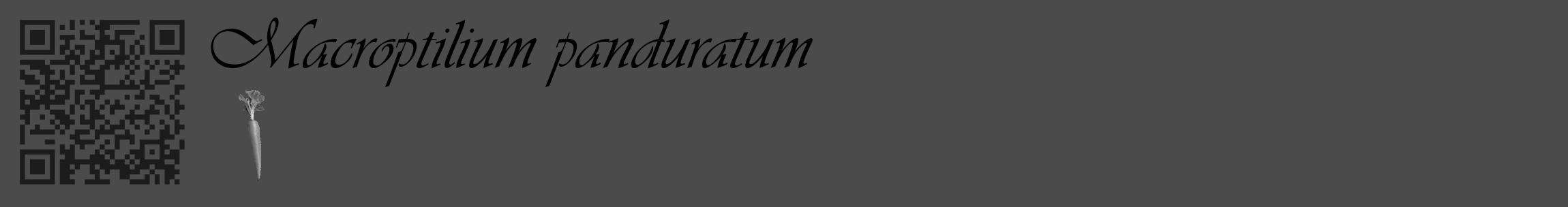 Étiquette de : Macroptilium panduratum - format c - style noire9basique_basique_basiqueviv avec qrcode et comestibilité simplifiée