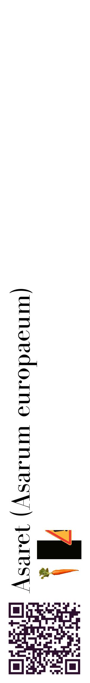 Étiquette de : Asarum europaeum - format c - style noire60_basiquebod avec qrcode et comestibilité simplifiée