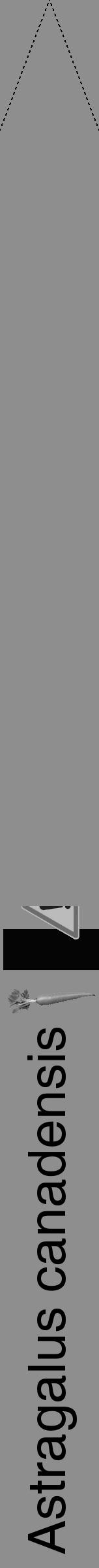 Étiquette de : Astragalus canadensis - format b - style noire25simplehel avec comestibilité simplifiée - position verticale