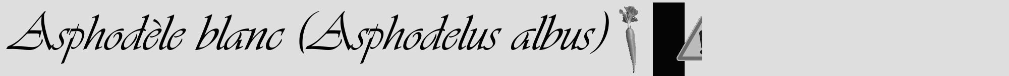Étiquette de : Asphodelus albus - format a - style noire20viv avec comestibilité simplifiée