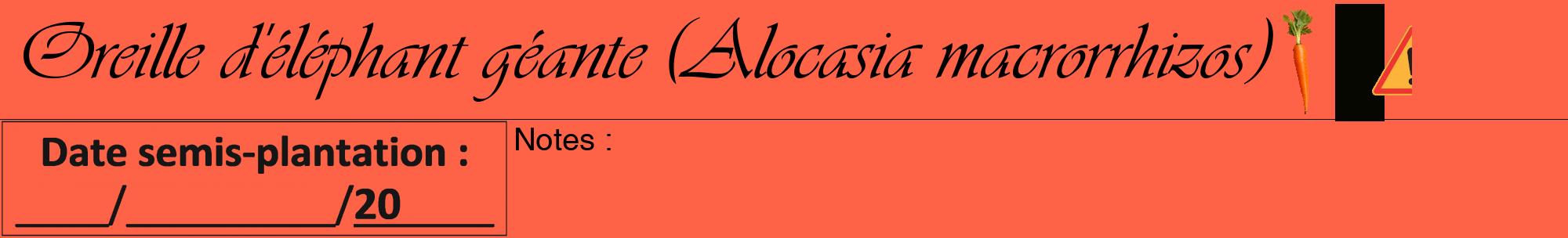 Étiquette de : Alocasia macrorrhizos - format a - style noire25basiqueviv avec comestibilité simplifiée