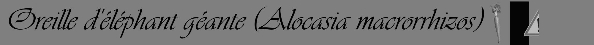 Étiquette de : Alocasia macrorrhizos - format a - style noire31viv avec comestibilité simplifiée