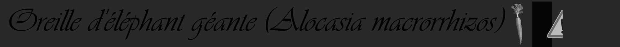 Étiquette de : Alocasia macrorrhizos - format a - style noire34viv avec comestibilité simplifiée