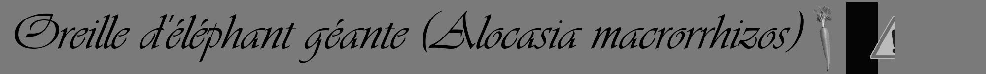 Étiquette de : Alocasia macrorrhizos - format a - style noire3viv avec comestibilité simplifiée