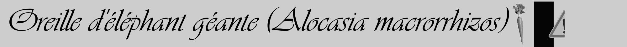 Étiquette de : Alocasia macrorrhizos - format a - style noire41viv avec comestibilité simplifiée