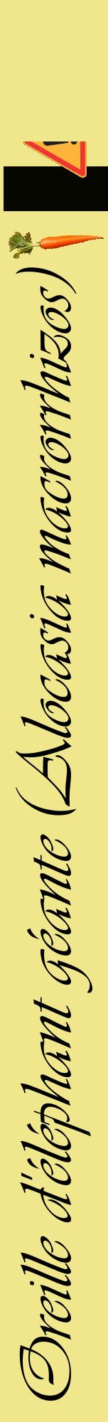 Étiquette de : Alocasia macrorrhizos - format a - style noire20viv avec comestibilité simplifiée