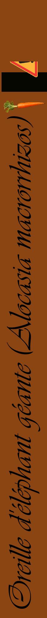 Étiquette de : Alocasia macrorrhizos - format a - style noire30viv avec comestibilité simplifiée
