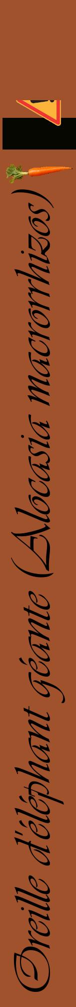 Étiquette de : Alocasia macrorrhizos - format a - style noire32viv avec comestibilité simplifiée