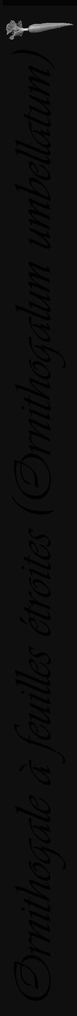 Étiquette de : Ornithogalum umbellatum - format a - style noire7viv avec comestibilité simplifiée - position verticale
