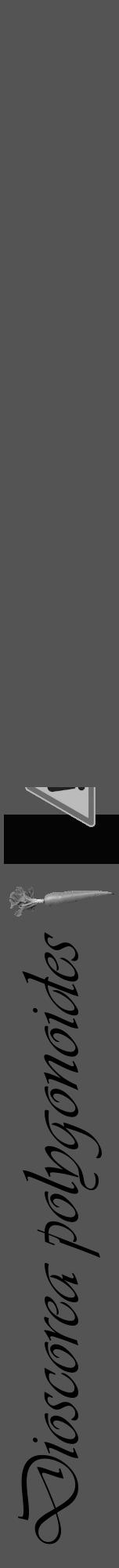 Étiquette de : Dioscorea polygonoides - format a - style noire36viv avec comestibilité simplifiée - position verticale
