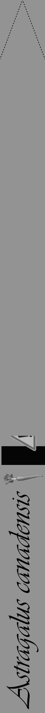 Étiquette de : Astragalus canadensis - format b - style noire44viv avec comestibilité simplifiée - position verticale