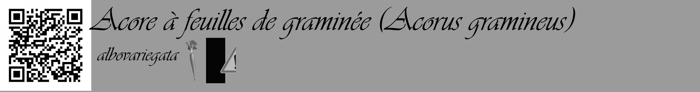 Étiquette de : Acorus gramineus albovariegata - format c - style noire52_basique_basiqueviv avec qrcode et comestibilité simplifiée
