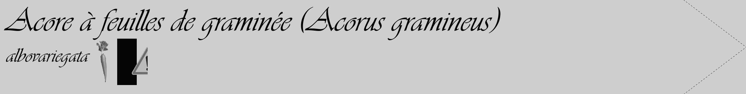 Étiquette de : Acorus gramineus albovariegata - format c - style noire17_simple_simpleviv avec comestibilité simplifiée