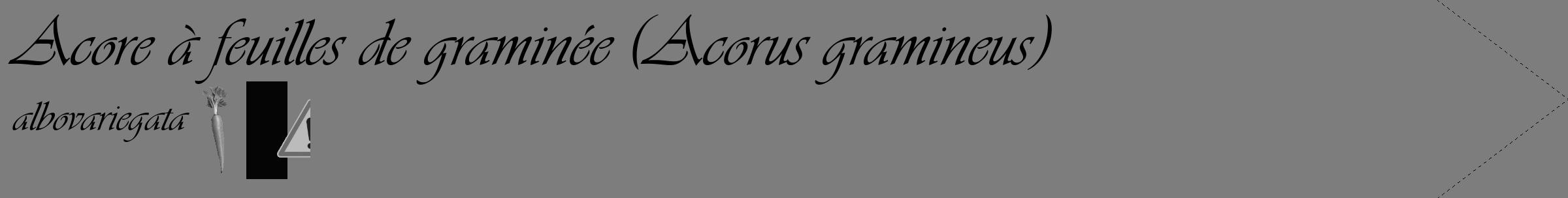 Étiquette de : Acorus gramineus albovariegata - format c - style noire35_simple_simpleviv avec comestibilité simplifiée