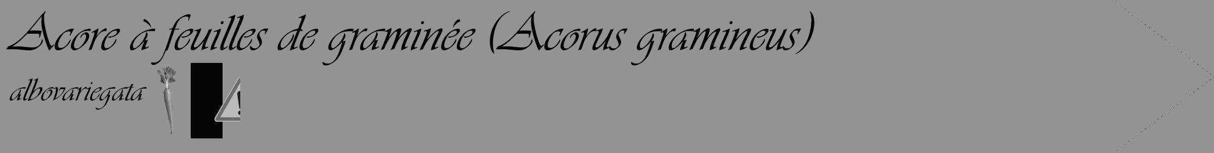 Étiquette de : Acorus gramineus albovariegata - format c - style noire44_simple_simpleviv avec comestibilité simplifiée