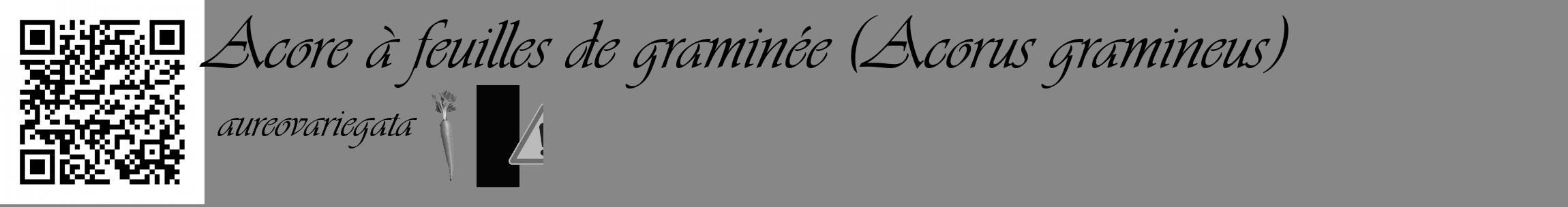 Étiquette de : Acorus gramineus aureovariegata - format c - style noire12_basique_basiqueviv avec qrcode et comestibilité simplifiée
