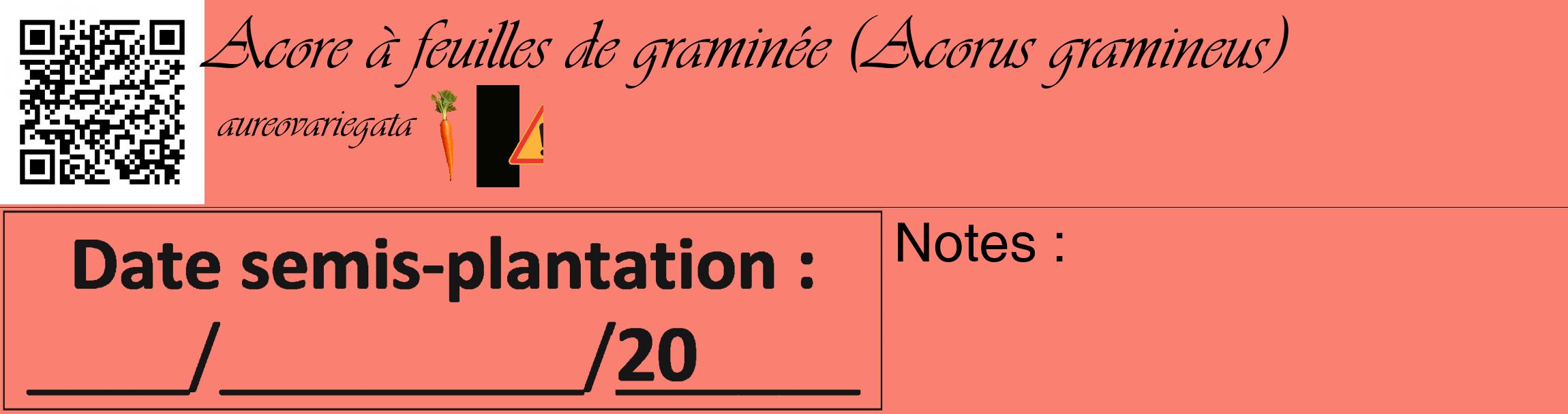 Étiquette de : Acorus gramineus aureovariegata - format c - style noire38_basique_basiqueviv avec qrcode et comestibilité simplifiée
