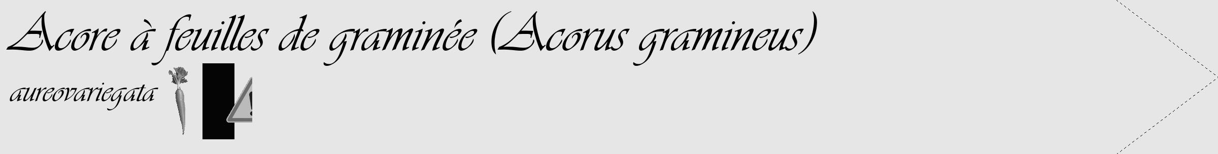 Étiquette de : Acorus gramineus aureovariegata - format c - style noire18_simple_simpleviv avec comestibilité simplifiée