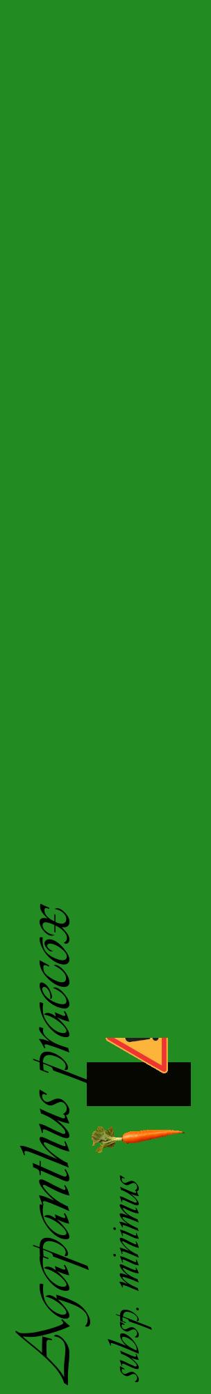 Étiquette de : Agapanthus praecox subsp. minimus - format c - style noire10_basiqueviv avec comestibilité simplifiée