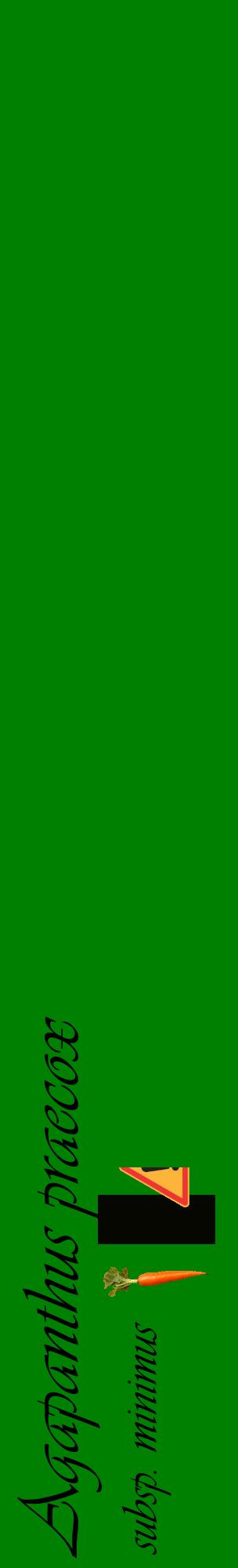 Étiquette de : Agapanthus praecox subsp. minimus - format c - style noire9_basiqueviv avec comestibilité simplifiée