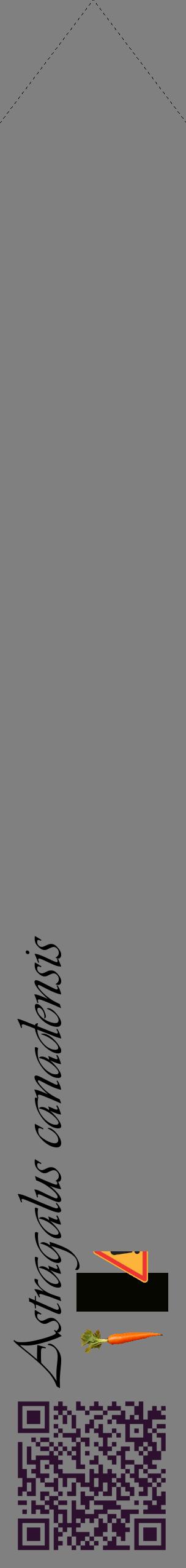Étiquette de : Astragalus canadensis - format c - style noire57_simpleviv avec qrcode et comestibilité simplifiée