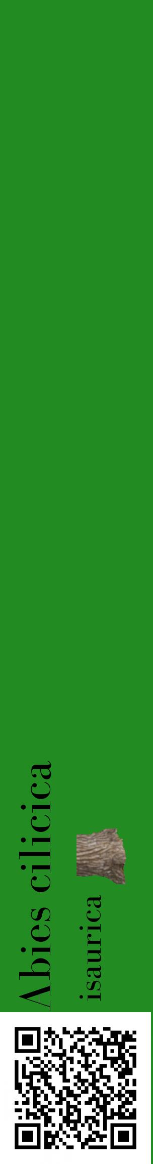 Étiquette de : Abies cilicica isaurica - format c - style noire10_basiquebod avec qrcode et comestibilité simplifiée
