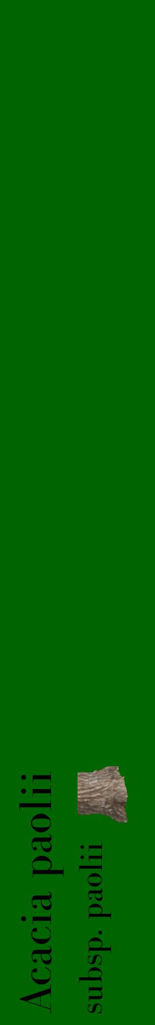 Étiquette de : Acacia paolii subsp. paolii - format c - style noire8_basiquebod avec comestibilité simplifiée