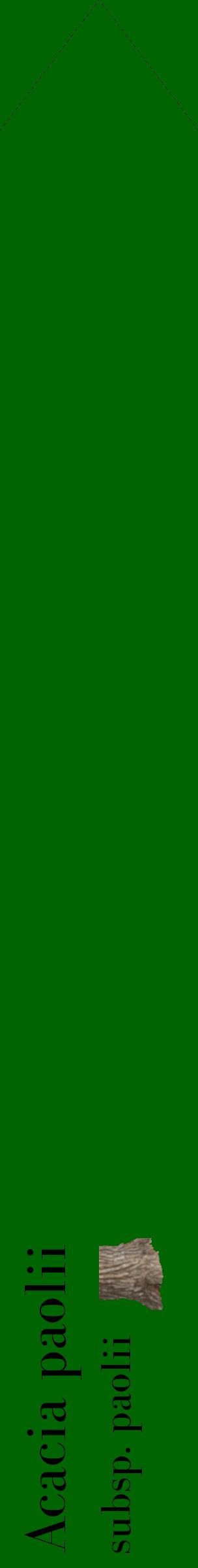 Étiquette de : Acacia paolii subsp. paolii - format c - style noire8_simplebod avec comestibilité simplifiée