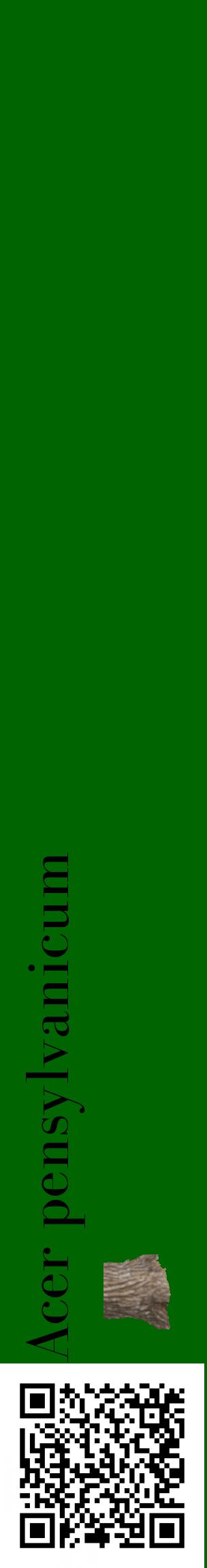 Étiquette de : Acer pensylvanicum - format c - style noire8_basiquebod avec qrcode et comestibilité simplifiée
