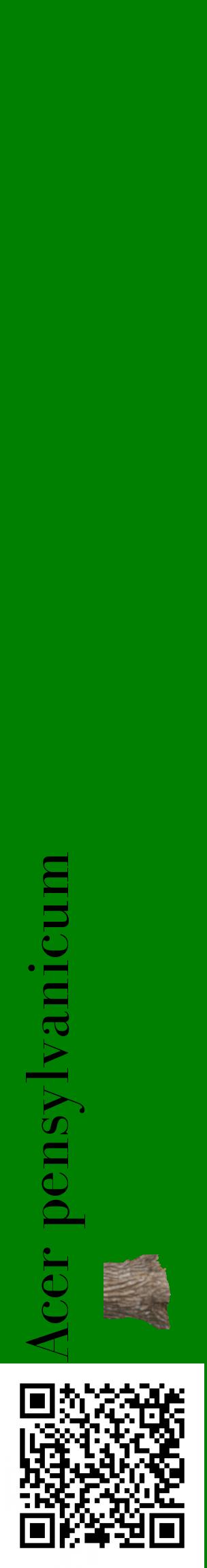 Étiquette de : Acer pensylvanicum - format c - style noire9_basiquebod avec qrcode et comestibilité simplifiée