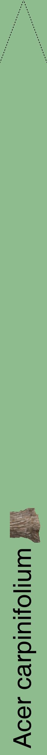 Étiquette de : Acer carpinifolium - format b - style noire13hel avec comestibilité simplifiée
