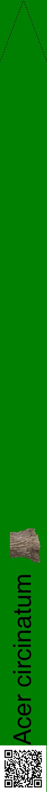 Étiquette de : Acer circinatum - format b - style noire9hel avec qrcode et comestibilité simplifiée