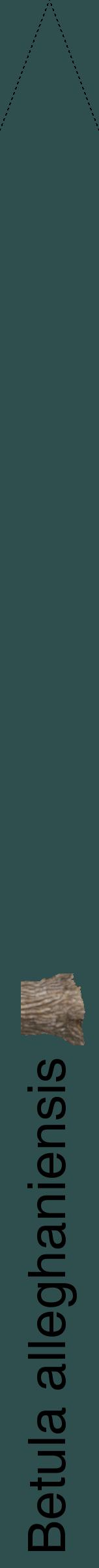 Étiquette de : Betula alleghaniensis - format b - style noire58hel avec comestibilité simplifiée