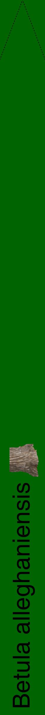 Étiquette de : Betula alleghaniensis - format b - style noire8hel avec comestibilité simplifiée